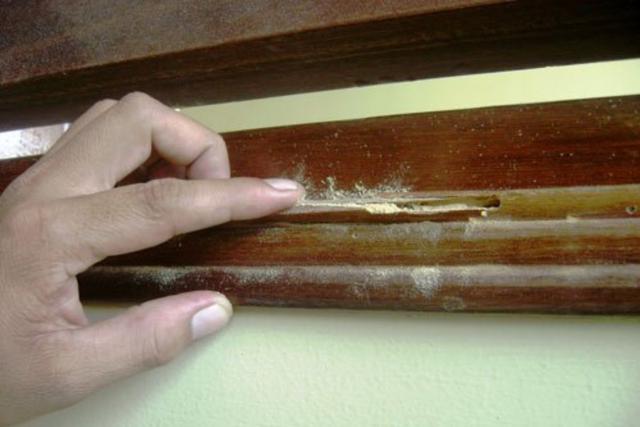 Thợ mộc lâu năm chỉ ra cách nhận biết cửa gỗ, tủ gỗ trong nhà bị mối, mọt nghiêm trọng: Nhiều người từng thấy nhưng lại bỏ qua - Ảnh 4.