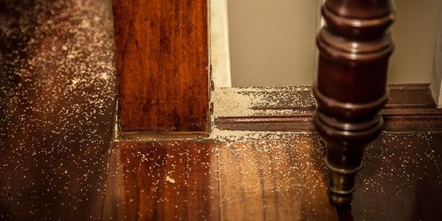 Thợ mộc lâu năm chỉ ra cách nhận biết cửa gỗ, tủ gỗ trong nhà bị mối, mọt nghiêm trọng: Nhiều người từng thấy nhưng lại bỏ qua - Ảnh 3.