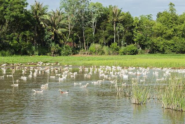 Phát hiện đầm nước ngọt thuộc dạng hiếm ở tỉnh miền Trung: Từng thông thẳng ra biển, nước chuyển từ mặn sang ngọt - Ảnh 4.