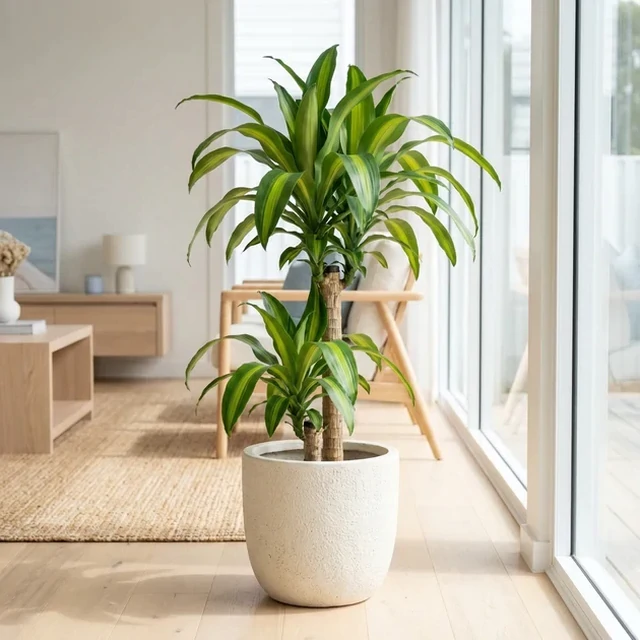 Lời khuyên đến tất cả các gia đình đang trồng cây thiết mộc lan
