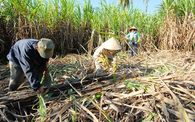 Đường nội ngoại đua nhau tăng giá