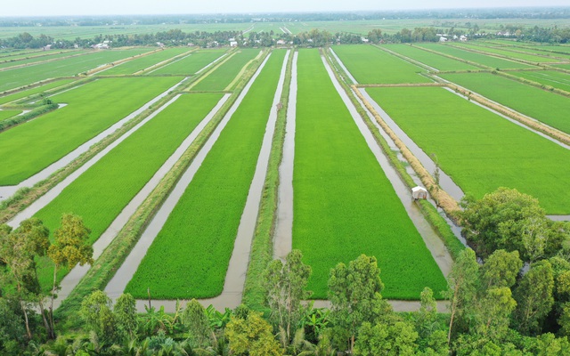 “Cú hích” ST và nỗ lực xây dựng thương hiệu gạo Việt