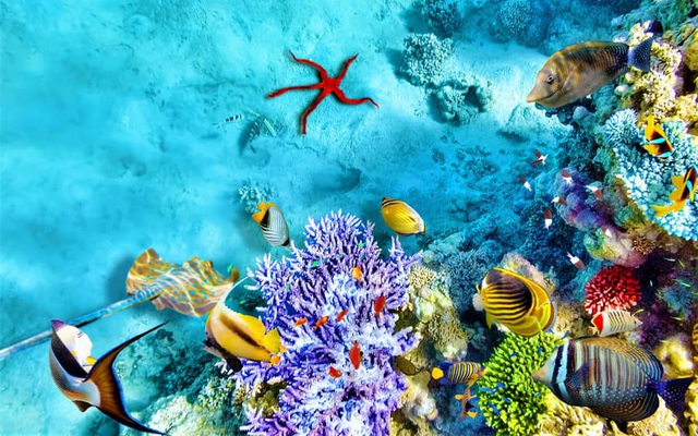 Biệt thự Coral và cảm hứng từ những rạn san hô Hawaii tuyệt mỹ