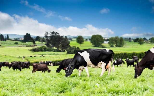Nutifood đưa 100% sữa New Zealand bò ăn cỏ tự nhiên về Việt Nam