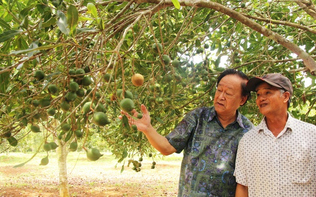 Trồng mắc ca lấy hạt, nông dân bán sướng hơn đi ‘bán vàng’