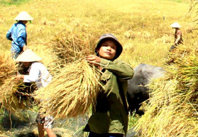 Vào AEC, Việt Nam vẫn có thế mạnh với nông nghiệp
