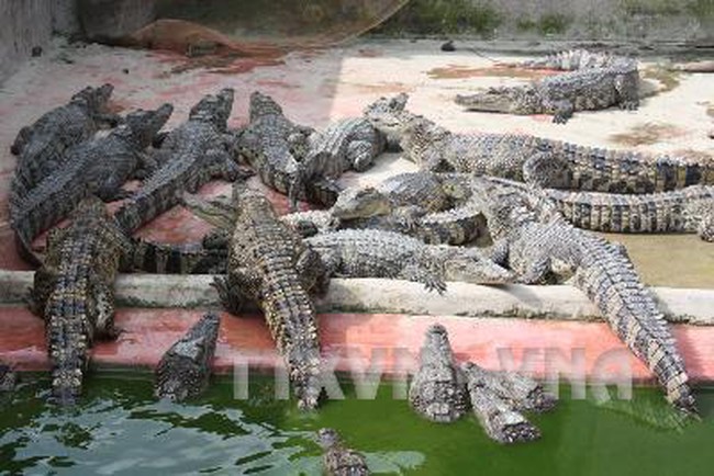 Cảnh giác với việc mua cá sấu 'non'