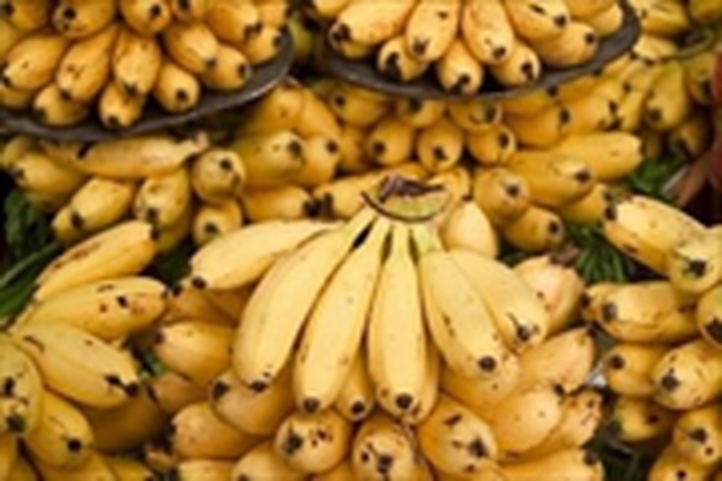 Chuối Việt được xuất khẩu sang nhiều nước