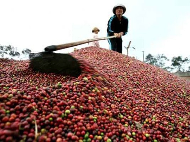 Vì sao sản lượng cà phê niên vụ 2014 - 2015 giảm mạnh?