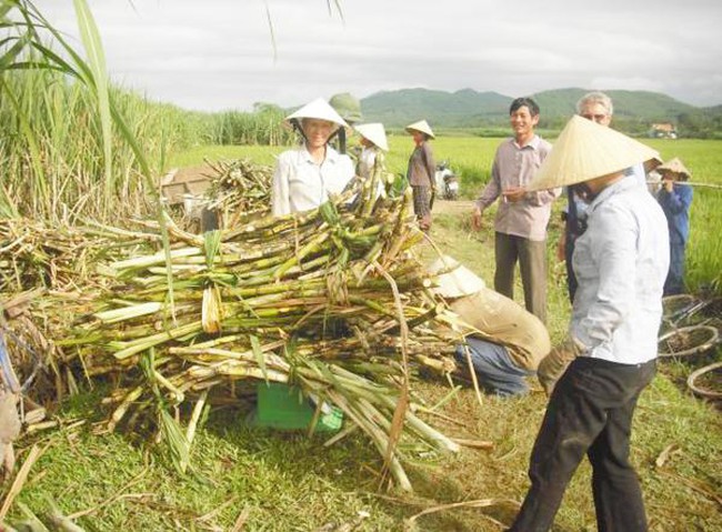 Hiệp hội Mía đường Việt Nam không phản đối đề xuất nhập 50.000 tấn đường