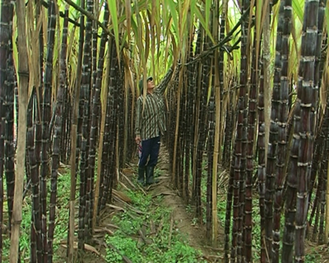 Thanh Hoá: Người trồng mía hoang mang vì đường không thuế