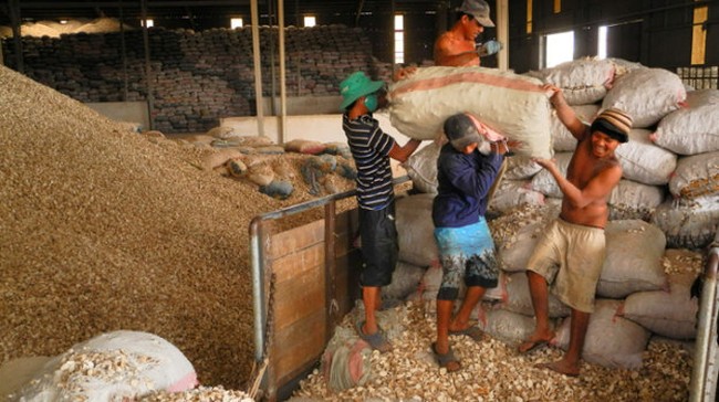 Kiến nghị không áp thuế xuất khẩu khoai mì lát