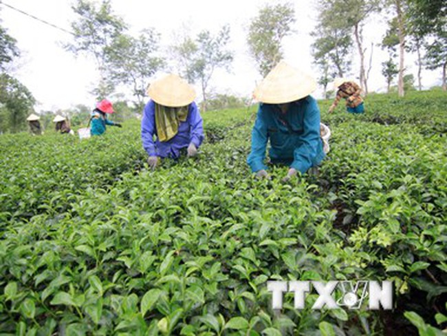 Ngành chè Việt Nam "nói không" với thuốc bảo vệ thực vật Fipronil
