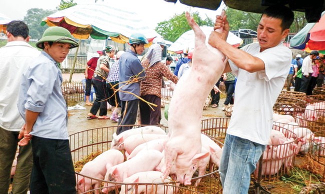 Ồ ạt xuất khẩu lợn sang Trung Quốc: Coi chừng 'dội biên' như dưa hấu