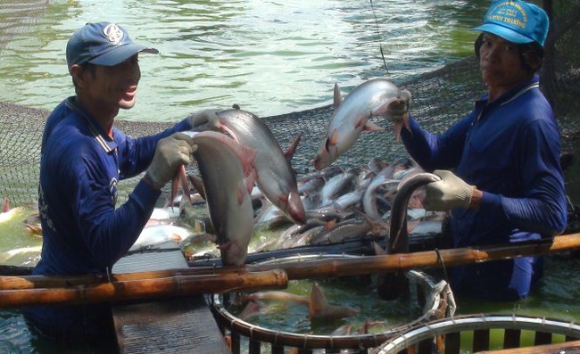 Trung Quốc giảm mua,  người nuôi cá tra điêu đứng