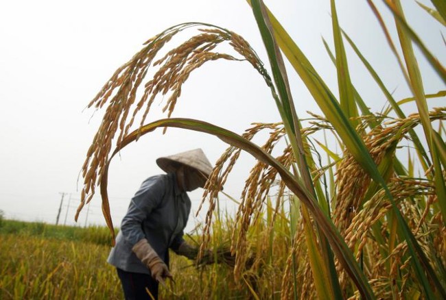 Giá gạo sẽ bình ổn trở lại sau những ảnh hưởng từ chương trình trợ giá của Thái Lan