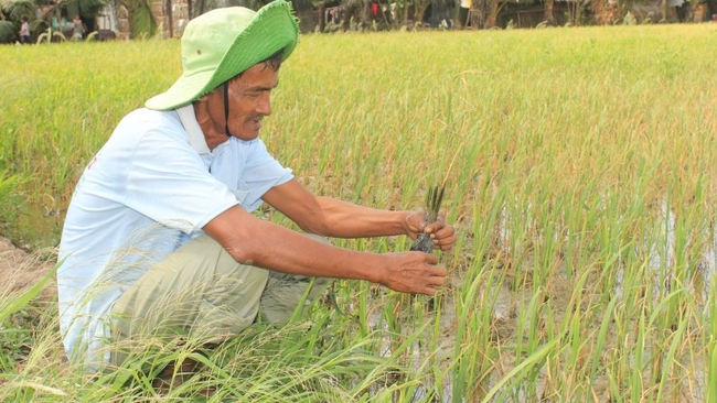 Nông dân khốn đốn vì lúa nhiễm mặn