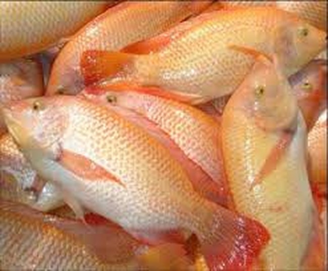Cá diêu hồng của Cty CP Sài Gòn Food xuất khẩu vào Úc bị cảnh báo