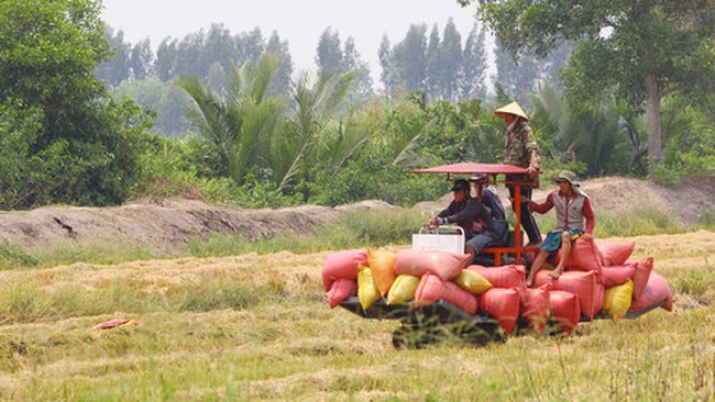 “1 triệu ha lúa là đủ cho Việt Nam”