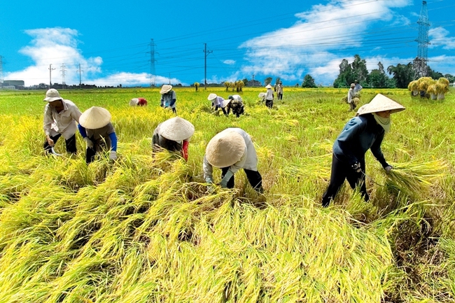 Người Việt ăn gạo ít đi, đóng góp của nông nghiệp trong GDP giảm xuống