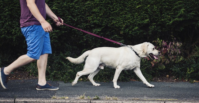 Ở nhiều nước trên thế giới, có bắt buộc phải rọ mõm chó khi dắt chúng đi dạo?