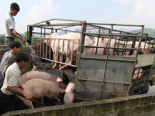 Xuất khẩu lợn sang Trung Quốc: Thị trường tiềm năng nhưng nhiều rủi ro