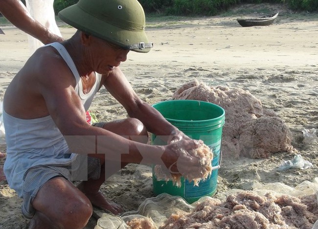 Ngư dân Quảng Bình khai thác hàng chục tấn ruốc biển mỗi ngày