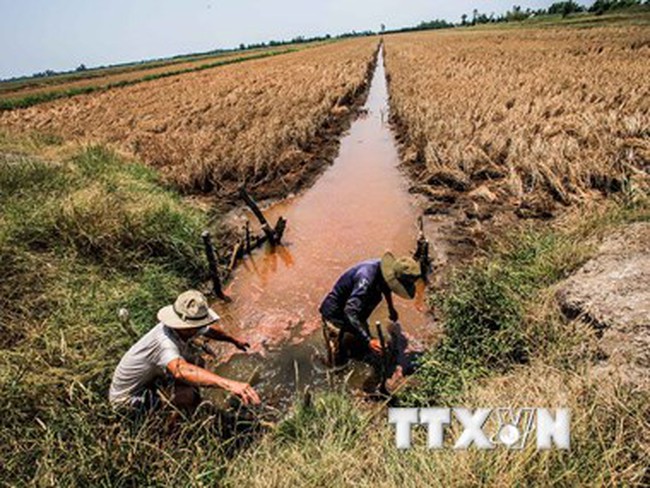 Nông nghiệp Đồng bằng sông Cửu Long có thể kiệt quệ do xâm nhập mặn