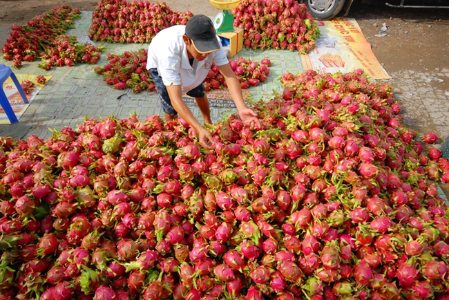 Năm nay, rau quả Việt dự kiến xuất ngoại 2,5 tỷ USD