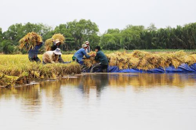 Ăn Tết Đoan Ngọ, nhìn lại nông nghiệp Việt Nam tháng 5