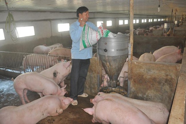 Thịt lợn tăng mạnh: 6 tháng lỗ nặng mới bắt đầu hòa vốn
