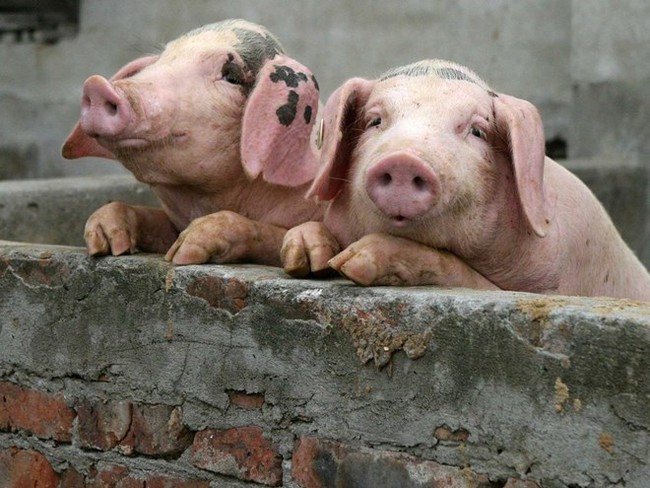 Công ty chăn nuôi Trung Quốc cũng lao đao vì giá thịt lợn giảm