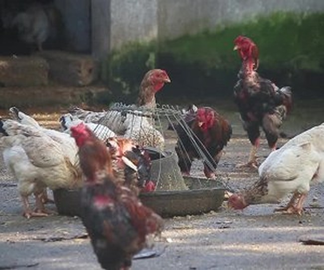Cận cảnh giống gà Móng quý cho thu nhập nửa tỷ mỗi năm ở Hà Nam