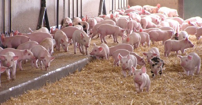 Giá lợn tăng cao nhưng người nuôi vẫn sợ tái đàn