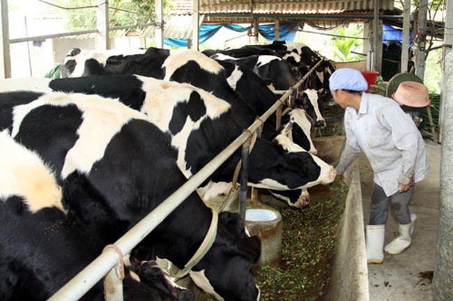 Nông dân làm giàu từ nuôi bò sữa