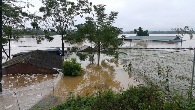 Huyện Quốc Oai, Hà Nội: Nước lũ tràn đê, người dân thức trắng đêm "sơ tán" lợn gà, cây trái