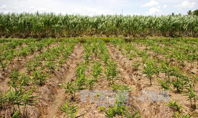 Triển vọng từ mô hình trồng gừng trên đất cấy lúa kém hiệu quả tại huyện Na  Rỳ