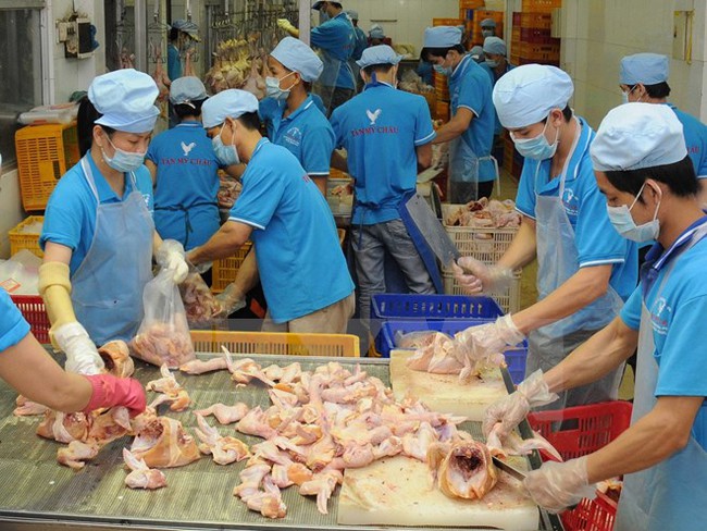 Giám sát an toàn thực phẩm đối với thịt gà chế biến xuất khẩu