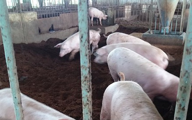 Lợn giống khan hiếm, nông dân Tiền Giang ngại tái đàn