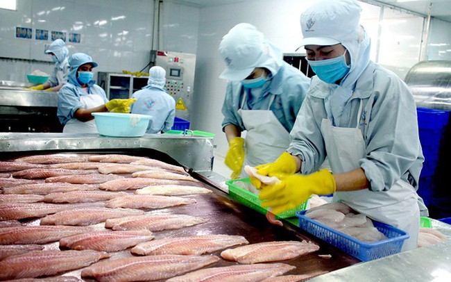 Xuất khẩu cá tra sang Trung Quốc tăng mạnh trở lại