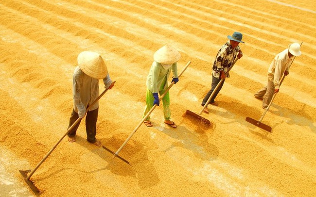 Xuất khẩu gạo Việt Nam "thẳng tiến" tới mốc 6,15 triệu tấn