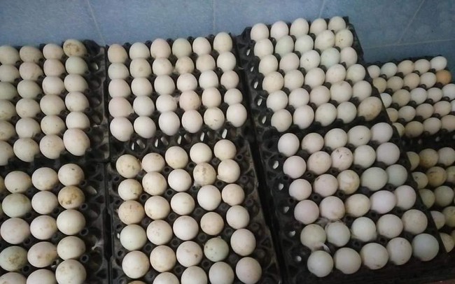 Giá trứng gia cầm giảm tới 40%, người chăn nuôi thua lỗ
