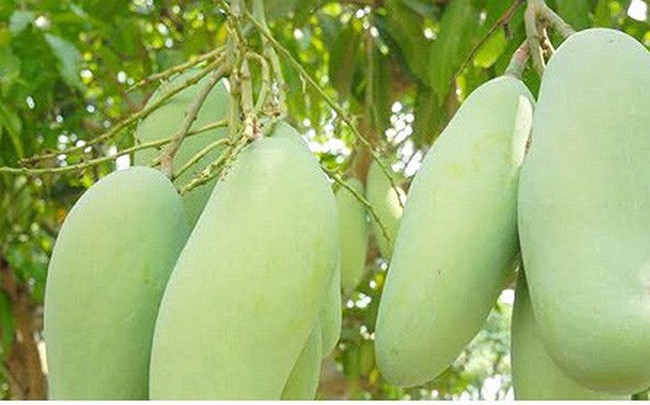 Xuất khẩu rau củ quả vẫn tăng mạnh, nhưng 93% là xuất thô và sơ chế