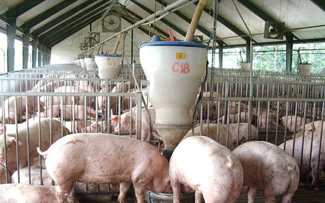 Giá thịt lợn tăng cao, hộ chăn nuôi không nên “găm” hàng tạo “sốt ảo”
