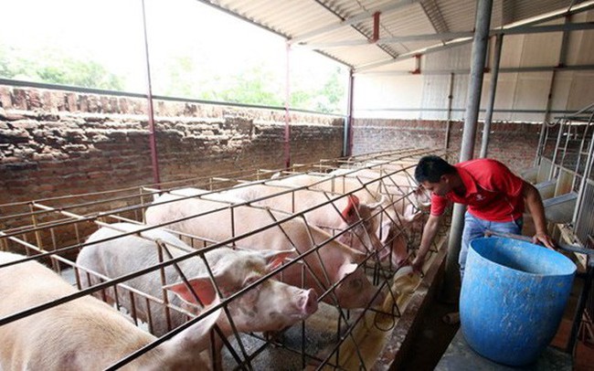 Khuyến cáo người chăn nuôi không găm hàng chờ giá lợn tăng cao