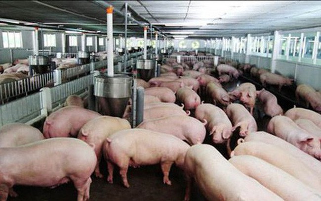 Bộ Nông nghiệp: Giá lợn hơi tăng, không nên tái đàn ồ ạt