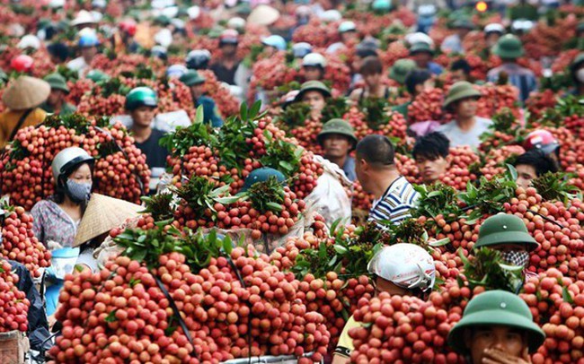 Bắc Giang mỗi ngày bán được hơn 6.000 tấn vải thiều