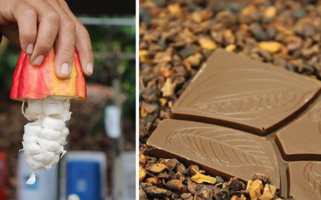 Hành trình biến hạt ca cao thành món chocolate vạn người mê qua lời kể của người thợ lành nghề
