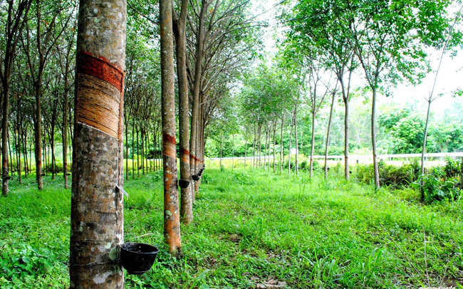 Cao su Tân Biên (RTB) ghi nhận 207 tỷ đồng lãi từ thanh lý cây vườn cây cao su trong 6 tháng đầu năm