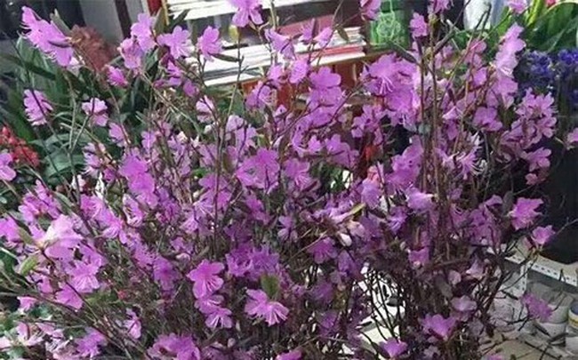 Xuất hiện loài hoa mới "đỗ quyên ngủ đông" khiến chợ hoa Tết "lên cơn sốt"